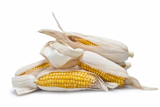 Dry corn ears isolated over a white background
