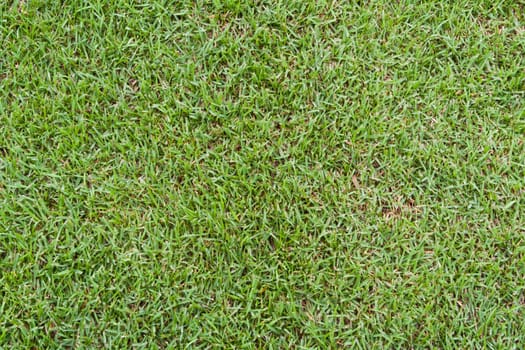 Green grass golf club for the background.