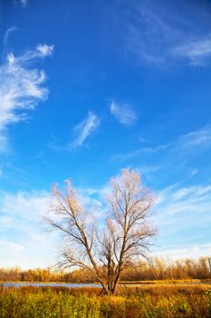 Autumn tree with falling leaves on the lake on the blue clear sky. Vertical orientation. Landscape