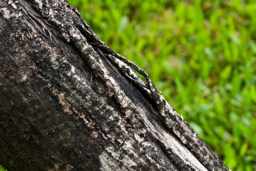Old Timber detail on green grass background.