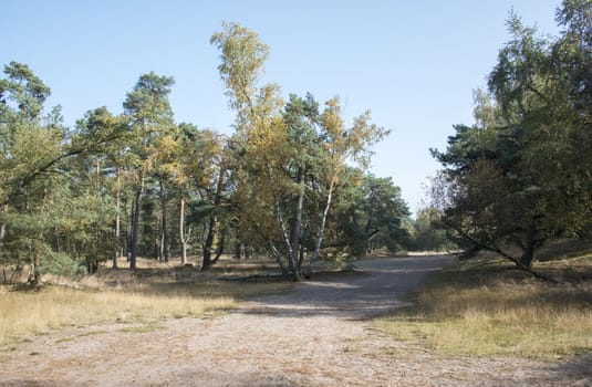 dutch landscape in  the area called luttezand