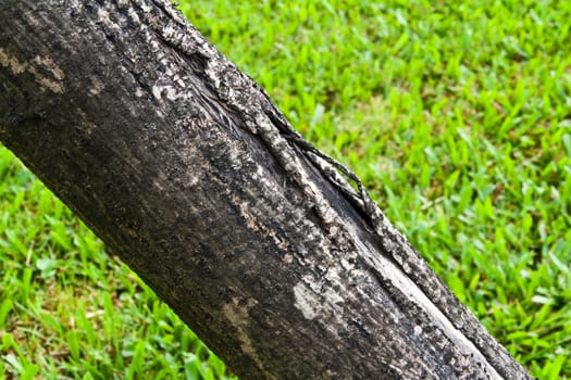 Old Timber detail on green grass background.