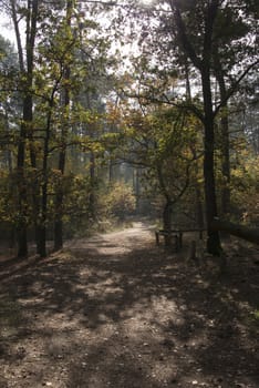 sunshine in autumn forest in netherlands