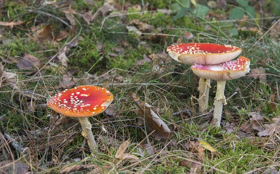 Amanita muscaria red and white mushroom