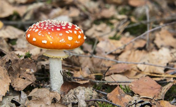 Amanita muscaria red and white mushroom