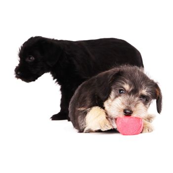 little puppies isolated on a white background