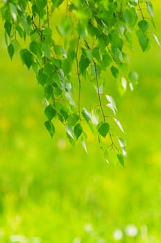 green leaves foliage at springtime outside in the nature