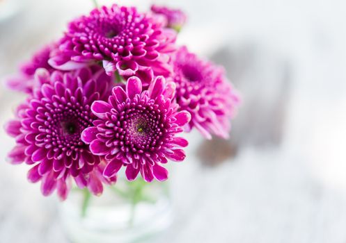 close up violet aster flower in glass on table