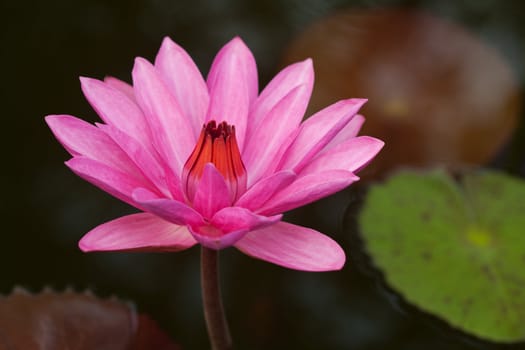 Pink water lily