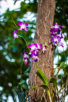 beautiful pink orchid with tree