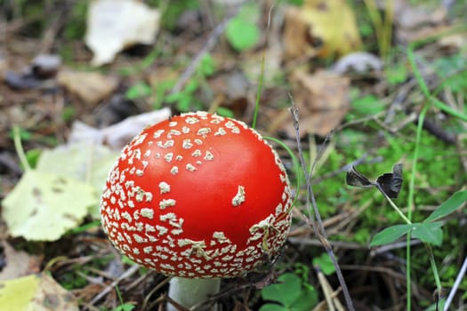 Red poisoned mushroom growing in the summer forest