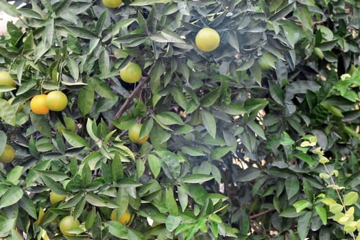 Green oranges growing on the tree branch