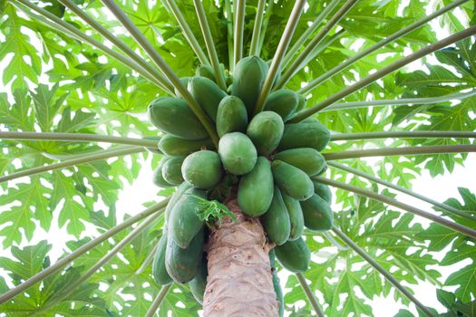 Papaya tree with bunch of green fruits