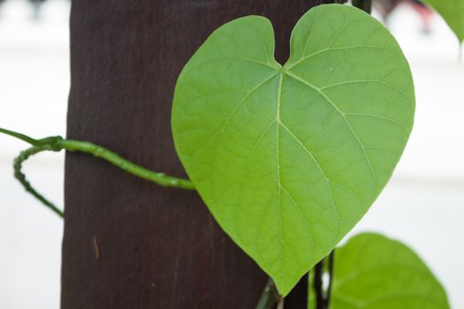 Wormwood leaf in heart shape