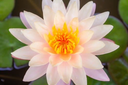 pink water lily with lotus leaf