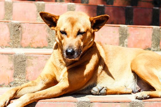 A Sleepy Brown Dog in Sunshine Day