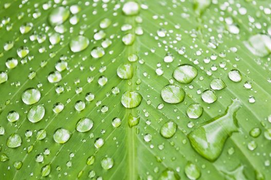 Close-up of water droplets on big leaf after the rain