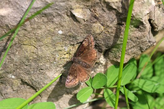 Wild Indigo Duskywing Butterfly warming on rock in late summer