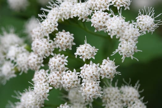 White Snakeroot Eupatorium rugosum flower in late summer