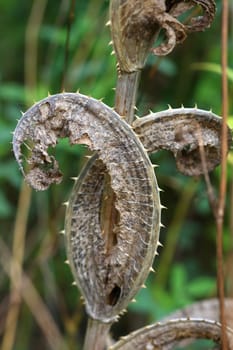 dead leaf on plant in early fall