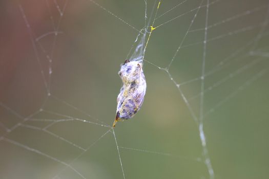 Yellow Jacket in spider web wrapped in web