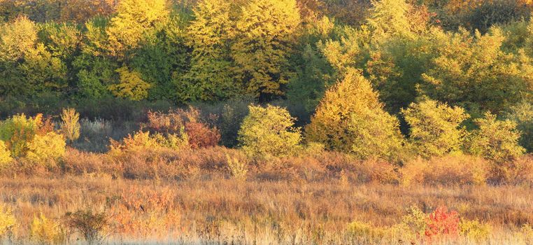 beautiful warm color of the forest in fall season