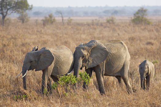 Wild Elephant in the Savannah in Mikumi, Tanzania