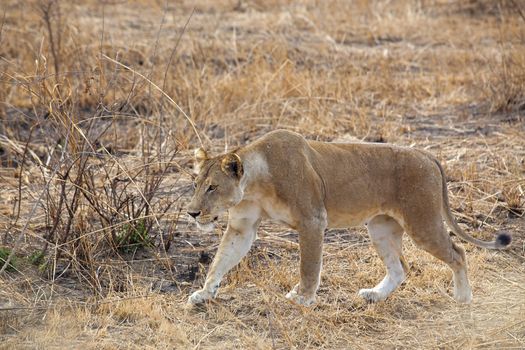 Wild lion in the African Savannah, Tanzania