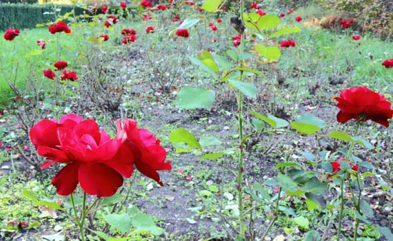 garden full of red roses in autumn