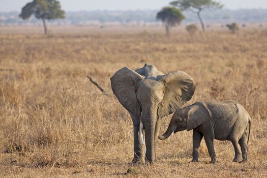 Wild Elephant in the Savannah in Mikumi, Tanzania