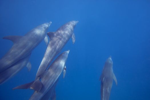 Wild Dolphins swimming in blue ocean in Zanzibar