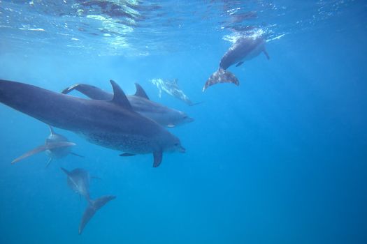 Wild Dolphins swimming in blue ocean in Zanzibar