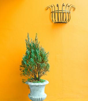 green plants on vintage vase with orange wall