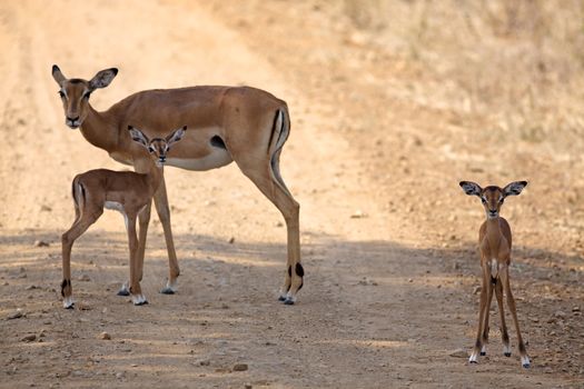 Wild Impala in the African savannah, Tanzania