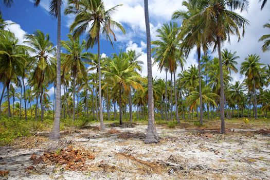 Untouched nature at Mafia Island in Tanzania