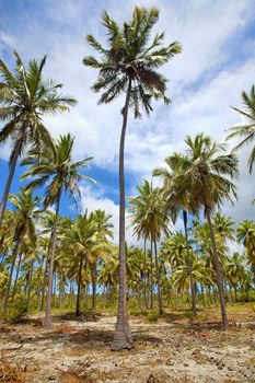 Untouched nature at Mafia Island in Tanzania