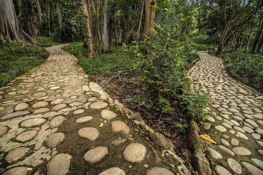 An image of two diverging paths in a forest.