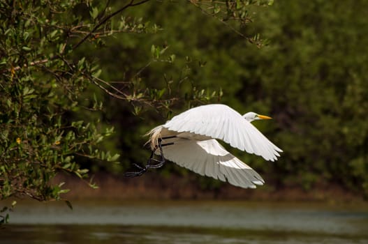 A great egret in the process of taking off.