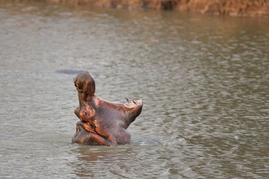 Wild Hippopotamus in the water in Mukimi, Tanzania