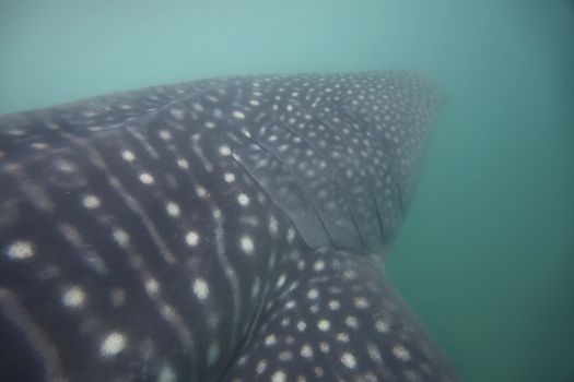 Whale Shark in low visibility water full of plankton