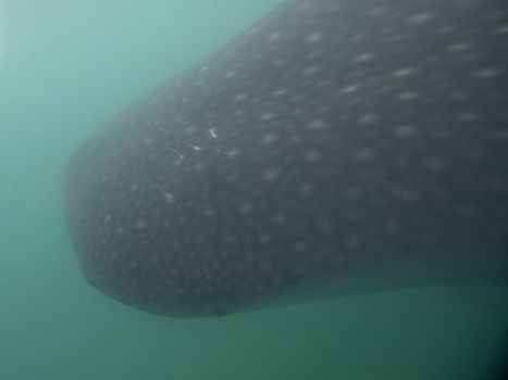 Whale Shark in low visibility water full of plankton