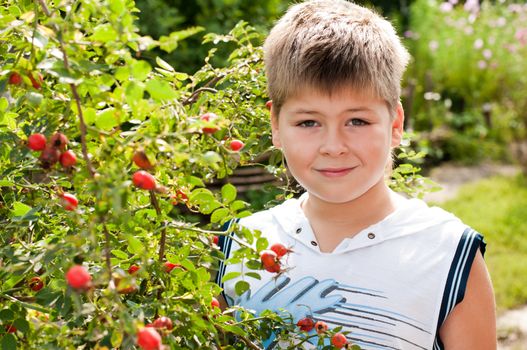 A boy of about rosehip with ripe fruits
