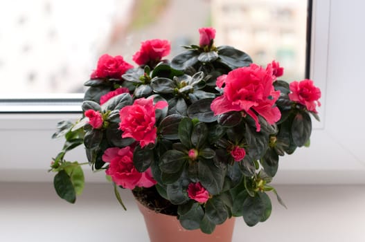 Azaleas blooming on the windowsill