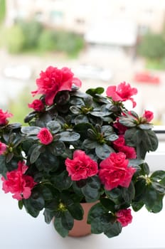 Azaleas blooming on the windowsill