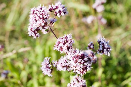 Oregano or marjoram - medicinal herb in the summer