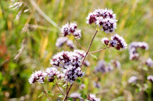 Oregano or marjoram - medicinal herb in the summer