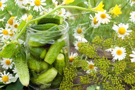 Canning cucumbers at home