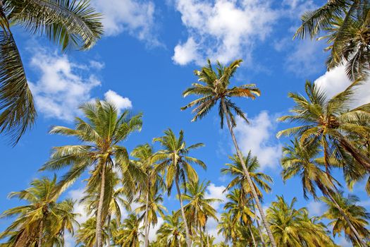 Untouched nature at Mafia Island in Tanzania