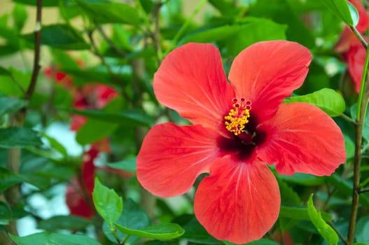 Large red hibiscus flowers