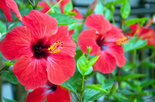 Large red hibiscus flowers